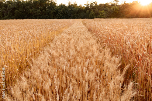 field of hard wheat summer harvesting and nature background photo