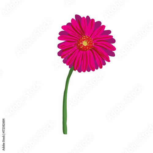 Red flower on white background. Natural elegance illustration design with blooming gerbera