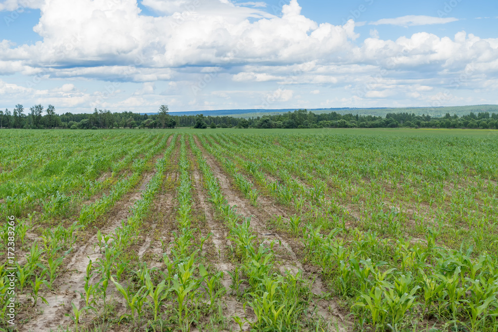 Vast corn crops plantation panorama against blue sky background
