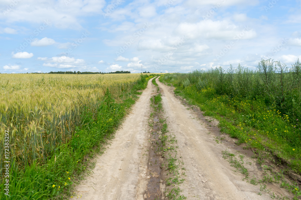Vanishing dirt road through wheat farm field
