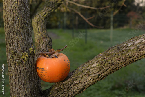 caco on khaki tree photo