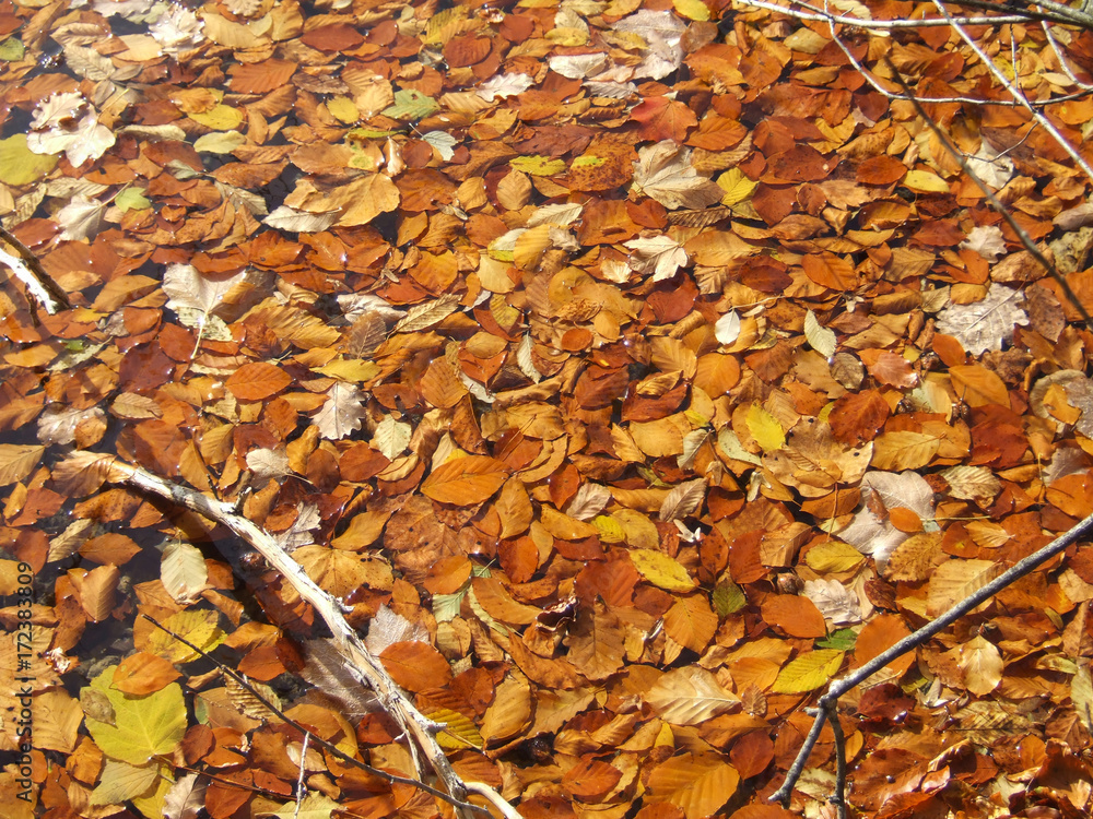 Herbstlaub Herbstlaub