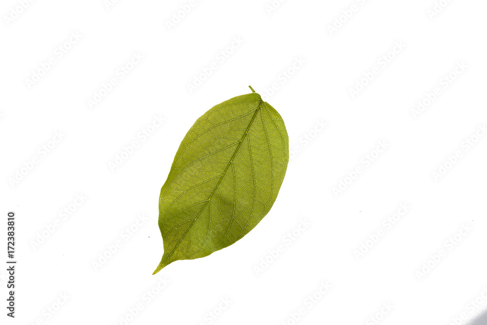 one green leaf isolated on white background one green leaf isolated on white background