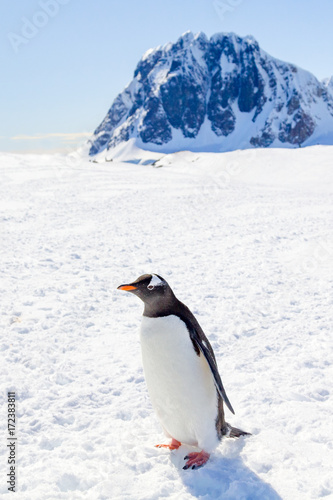 Antarktis, Südlichster Punkte der Reise - Gipfelbesteigung in der Antarktis - Naheaufnahme eines Pinguins photo