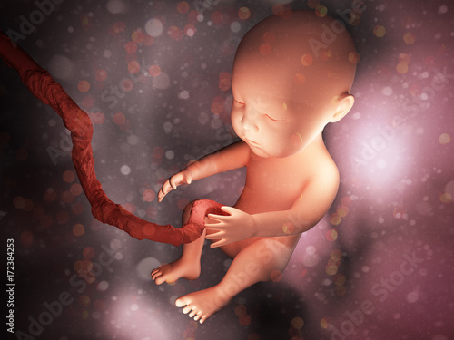 Human embryo inside body 3d illustration image photo
