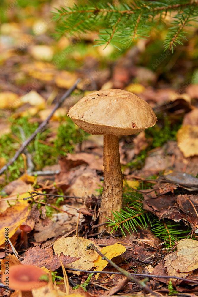 mushroom boletus in the forest in autumn mushroom boletus in the forest in autumn