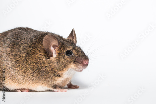 Funny little brown mouse, white background studio