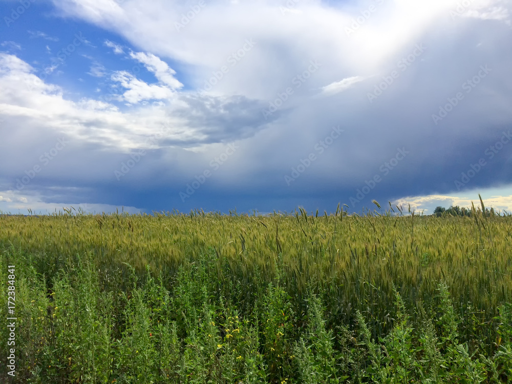 Naklejka premium Plain landscape with storm clouds over wheat farm field 