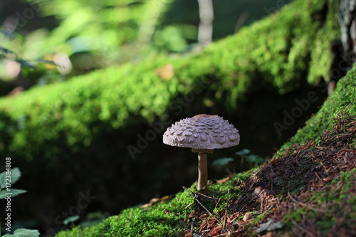 Mushroom on the root of a tree on a sunny day