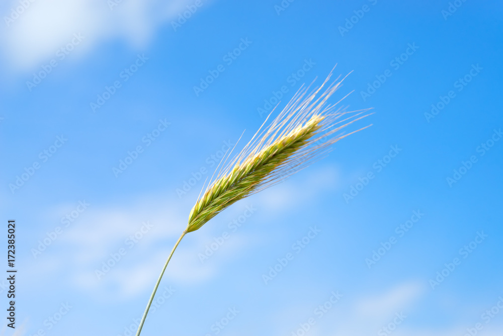 Close-up view on wheat ear against blue sky background
Close-up view on wheat ear against blue sky background
