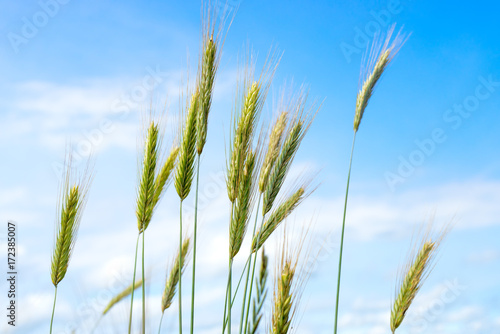 Close-up view on wheat ears against blue sky background  