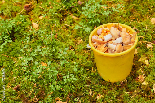 Rozites caperatus. girl picking mushrooms in the forest