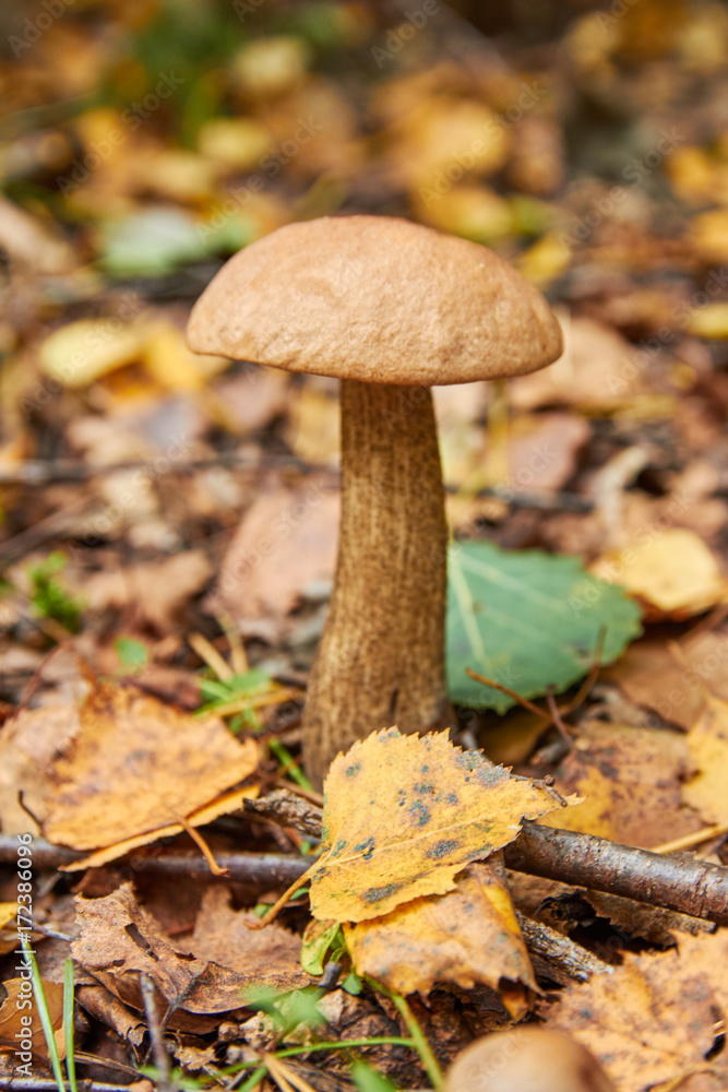 brown cap boletus growing on a green moss brown cap boletus growing on a green moss