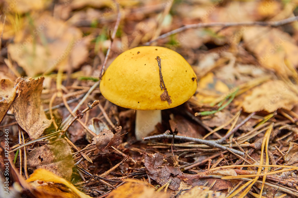 Russula claroflava,growing in the forest in autumn Russula claroflava,growing in the forest in autumn