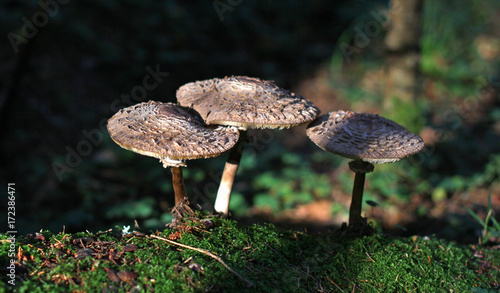 Family of forest mushrooms