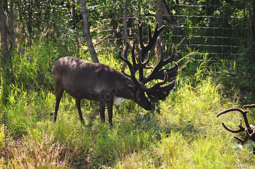 Wallpaper Mural Reindeer in Alaska grazing Torontodigital.ca