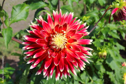 Fototapeta Naklejka Na Ścianę i Meble -  red dahlia flower akita
