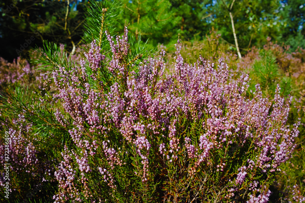 Close up heather moorland in Kempen forests, North Brabant, the Netherlands