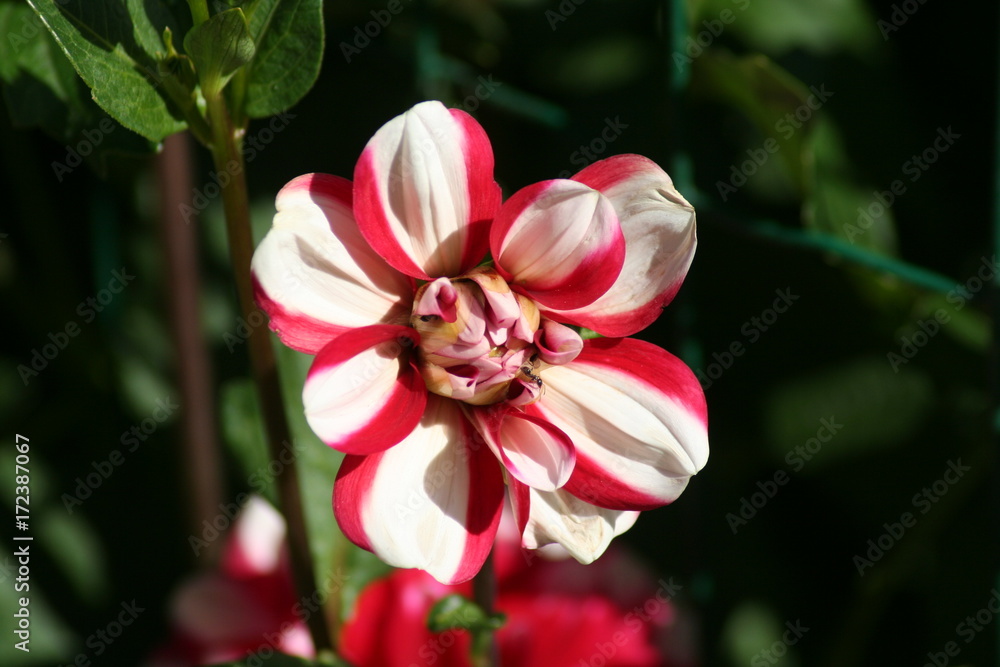 Dalia Jamaica Dalia Jamaica