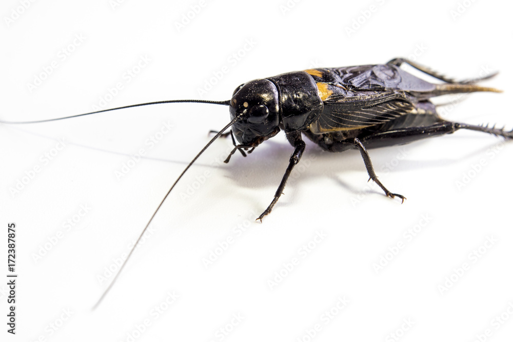 Common black cricket , isolated insect on white background Common black cricket , isolated insect on white background