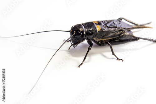 Common black cricket , isolated insect on white background