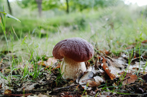 King of mushrooms - boletus edulis, porcini mushroom in the forest, fresh and tasty