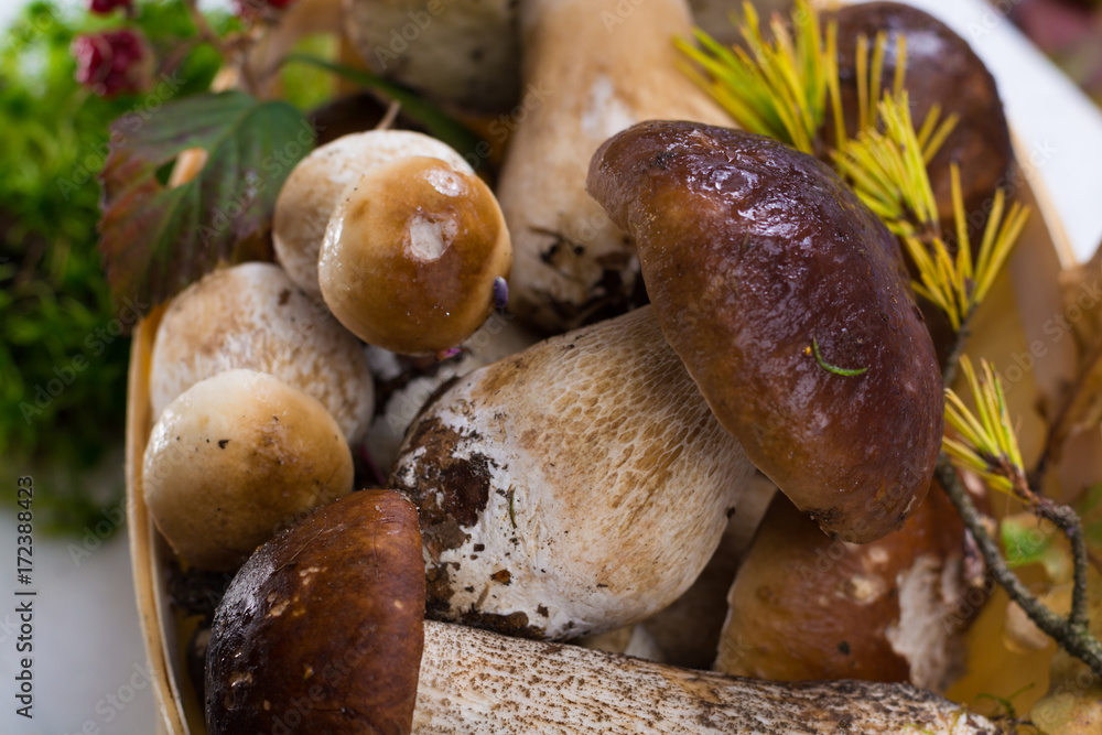 Boletus edulis, cepe, porcini mushrooms unwashed on white wooden background Boletus edulis, cepe, porcini mushrooms unwashed on white wooden background