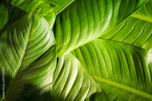 Close up of natural green leaves background, tropical foliage texture.