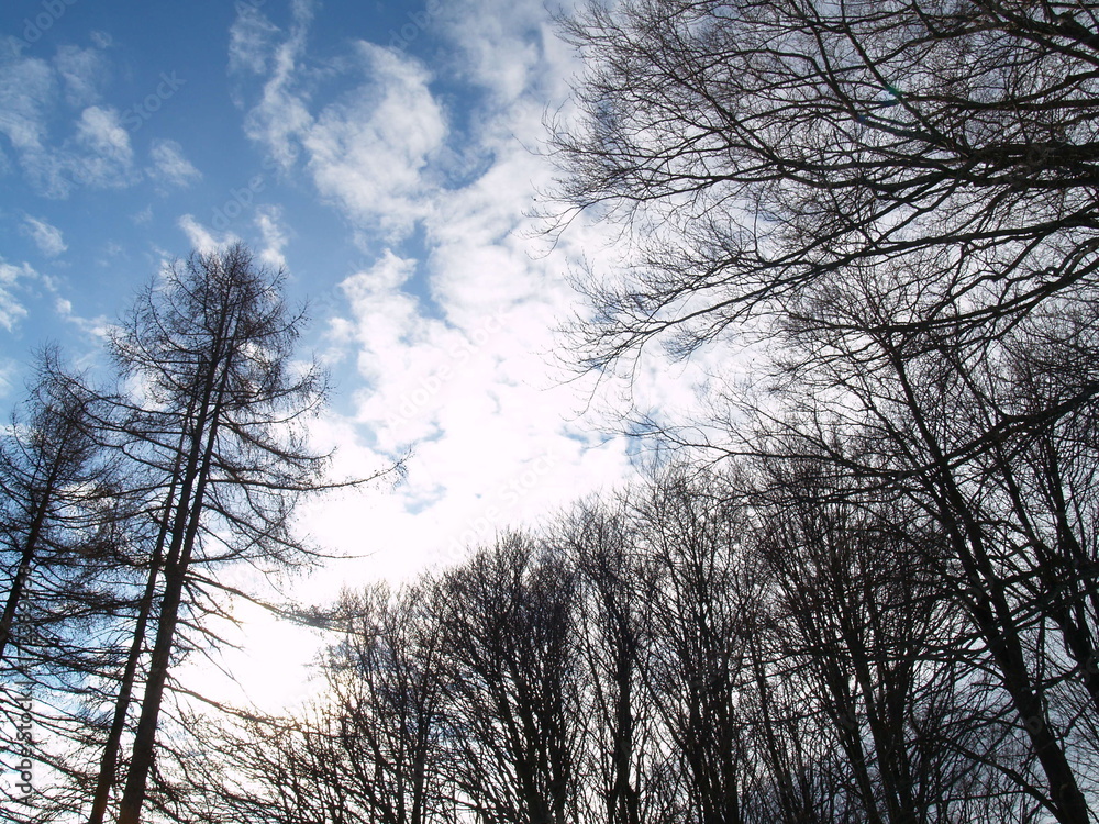 Alberi cielo Alberi cielo