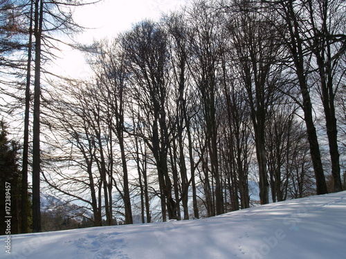 Alberi nella neve