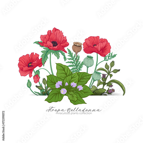 Opium poppy, belladonna and mandragora. Set of miraculous plants