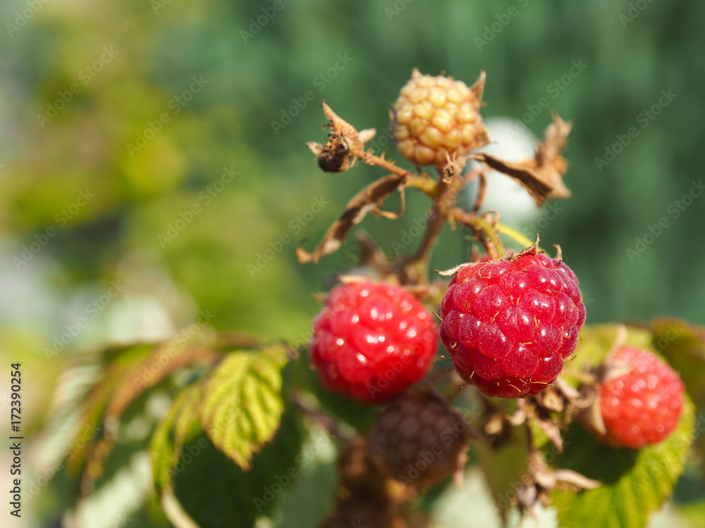 Close up of a rasberry fruit Close up of a rasberry fruit