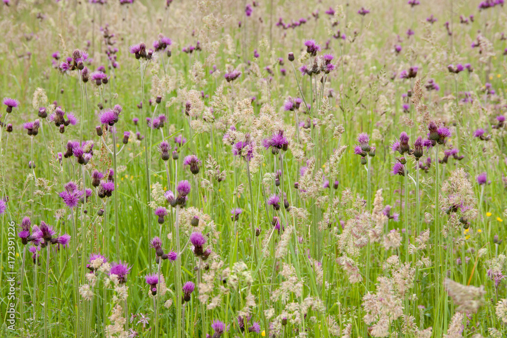 Naklejka premium summer