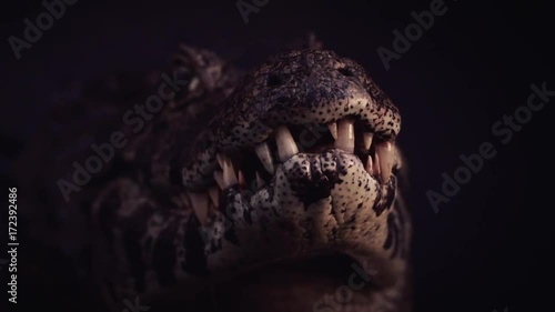 Caiman attack