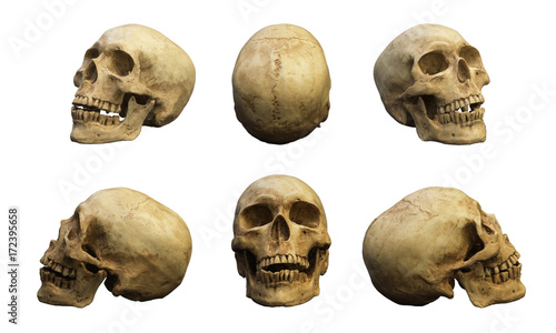 Human skull in different side and direction. Isolated on white with clipping path