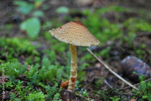 The poisonous variant of the umbrella fungus - "Comb umbrella" (Lepiota cristata) grows in the forest