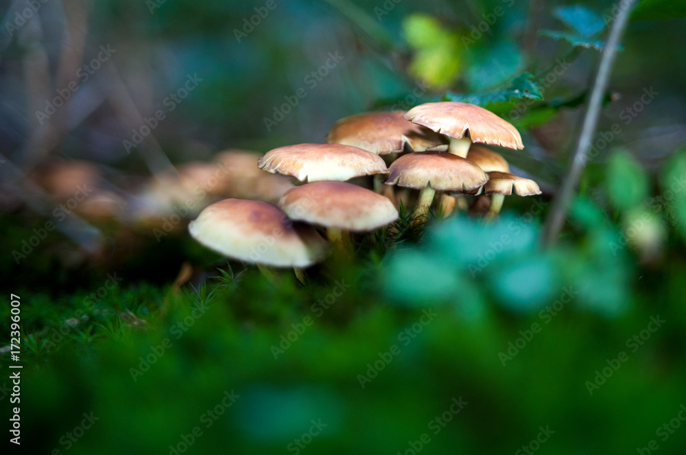 Fototapeta premium Waldpilze