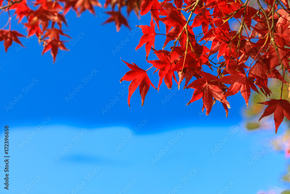Collection of Beautiful Colorful Autumn Leaves / green, yellow, orange, red Collection of Beautiful Colorful Autumn Leaves / green, yellow, orange, red