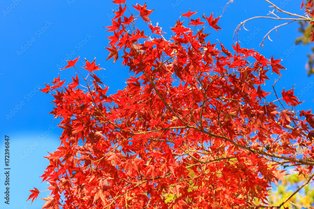 Collection of Beautiful Colorful Autumn Leaves / green, yellow, orange, red Collection of Beautiful Colorful Autumn Leaves / green, yellow, orange, red