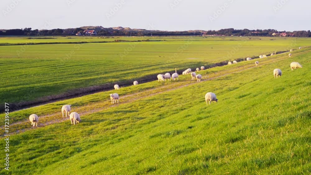 organic farming sheep maintain strength Dutch sea dike organic farming sheep maintain strength Dutch sea dike