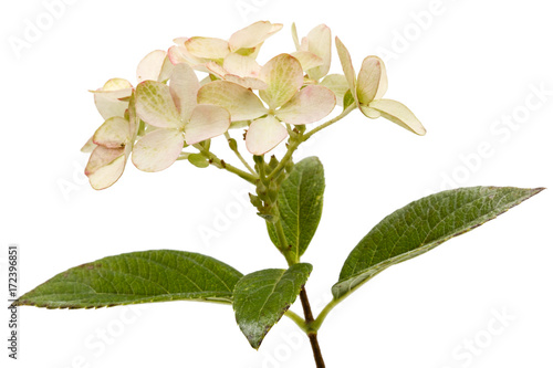 Inflorescence of hydrangea, lat. Hydrangea paniculata, isolated on white background