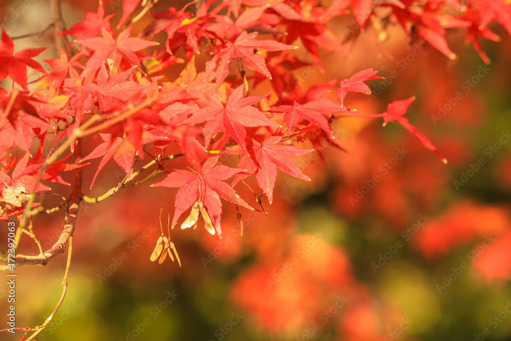 Collection of Beautiful Colorful Autumn Leaves / green, yellow, orange, red Collection of Beautiful Colorful Autumn Leaves / green, yellow, orange, red