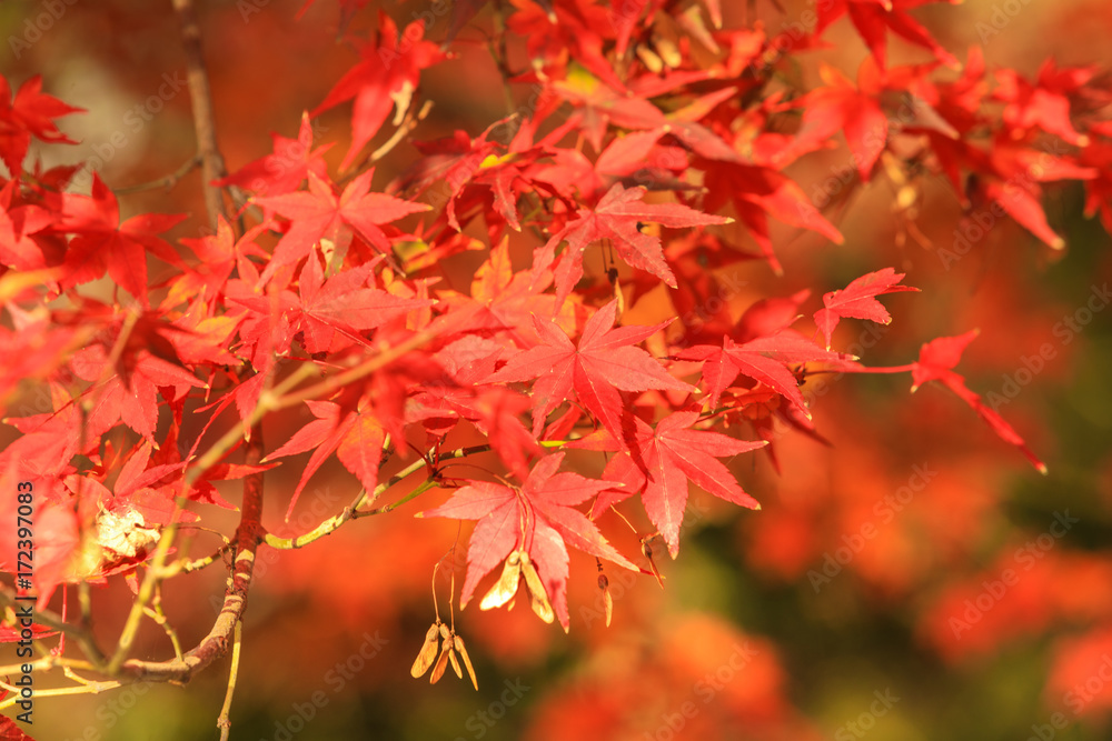 Collection of Beautiful Colorful Autumn Leaves / green, yellow, orange, red Collection of Beautiful Colorful Autumn Leaves / green, yellow, orange, red