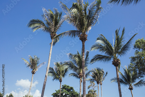 Wallpaper Mural Palm Trees Torontodigital.ca