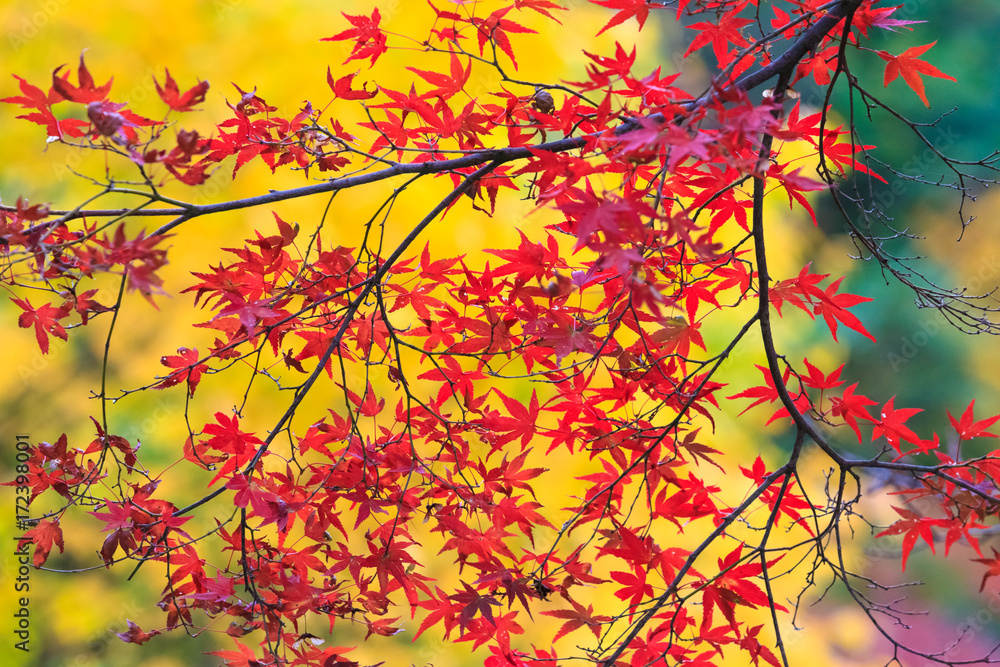 Collection of Beautiful Colorful Autumn Leaves
