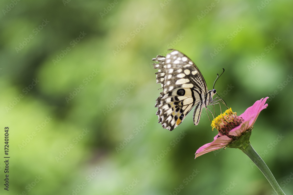 Lime Butterfly sucking nectar from zinnia flowers . Lime Butterfly sucking nectar from zinnia flowers .