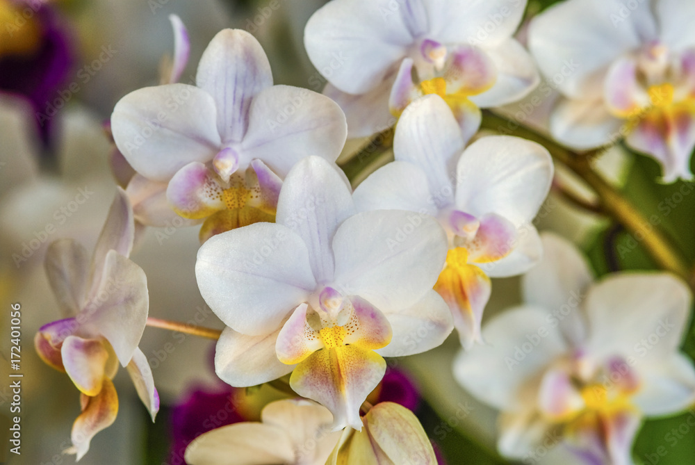 Orchid-Dendrobium