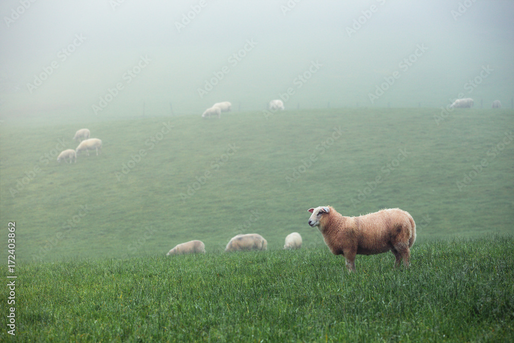 Obraz premium sheeps at the fog