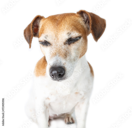 Dog portrait with closed eyes. Shy relaxed emoyion on cute JAck Russell terrier muzzle. White background  © Iryna&Maya