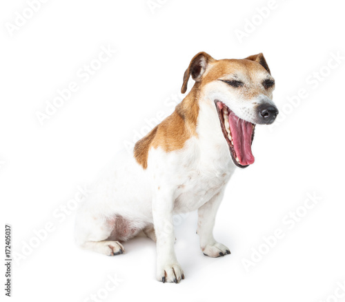 Fototapeta Naklejka Na Ścianę i Meble -  Funny small Jack Russell terrier sitting with open mouth. White background. Animal pet theme